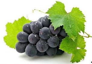 娱乐吃瓜酱吃葡萄,娱乐吃瓜酱带你品味葡萄的甜蜜与酸涩