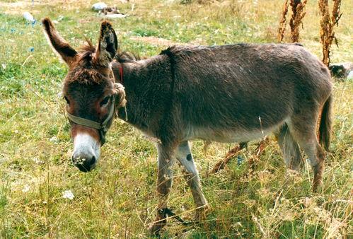 驴系青年娱乐吃瓜酱,揭秘娱乐圈幕后故事